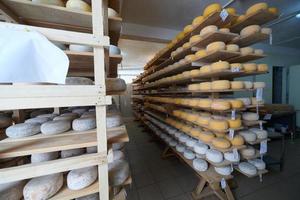 Cheese factory production shelves with aging old cheese photo