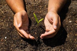 las manos sostienen el suelo con semillas de plantas. fotos de la naturaleza para el medio ambiente y los agricultores