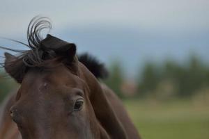 vista de retrato de caballo foto