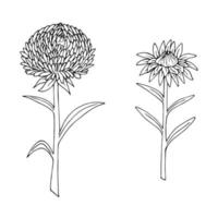 Aster flower in black-and-white. Doodle style. Vector image.