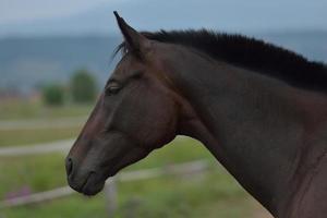 Horse portrait view photo