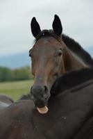 Horse portrait view photo