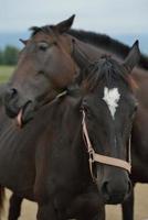 Horse portrait view photo