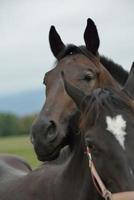 Horse portrait view photo