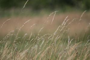 wind in grass photo