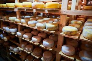 Cheese factory production shelves with aging old cheese photo