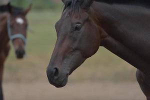 Horse portrait view photo