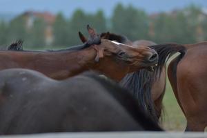 Horse portrait view photo