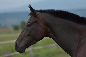 vista de retrato de caballo foto