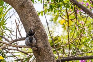 Portrait of grey squirrel Sciurus griseus sitting on branch photo