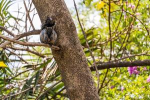 Portrait of grey squirrel Sciurus griseus sitting on branch photo