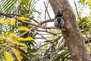 Portrait of grey squirrel Sciurus griseus sitting on branch photo