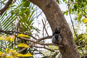 Portrait of grey squirrel Sciurus griseus sitting on branch photo