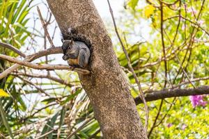 Portrait of grey squirrel Sciurus griseus sitting on branch photo