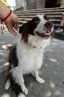 Happy Border Collie on the street watching people passing photo