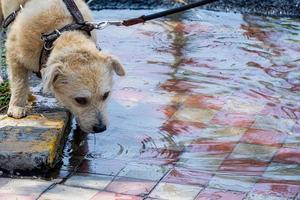 cachorro en la calle, bebiendo agua de un charco después de la lluvia. foto