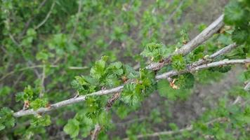 Kleine junge grüne Johannisbeerblätter auf einem Zweig eines Busches in einem Frühlingsgarten. video