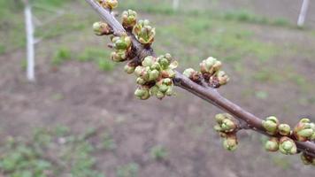 Young green buds on a branch of sweet cherry video