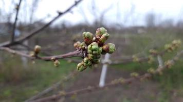 Young green buds on a branch of sweet cherry in a spring garden close-up video