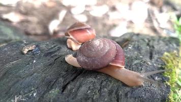 un escargot marchant lentement sur du bois. video