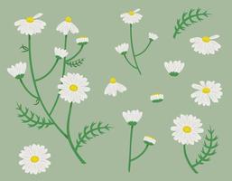 Chamomile design elements. Daisie in cartoon style. vector