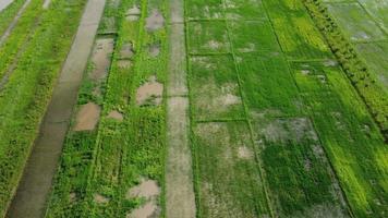 Aerial view of rice fields or agricultural areas affected by rainy season floods. Top view of a river overflowing after heavy rain and flooding of agricultural fields. video