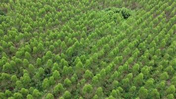 antenne visie van eucalyptus plantage in Thailand. top visie van mooi groen Oppervlakte van eucalyptus Woud. natuurlijk landschap achtergrond. video