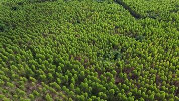 vista aérea de la plantación de eucaliptos en tailandia. vista superior de la hermosa zona verde del bosque de eucaliptos. fondo de paisaje natural. video