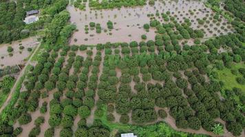 vista aérea de campos de arroz ou áreas agrícolas afetadas por inundações da estação chuvosa. vista superior de um rio transbordando após fortes chuvas e inundações de campos agrícolas. video
