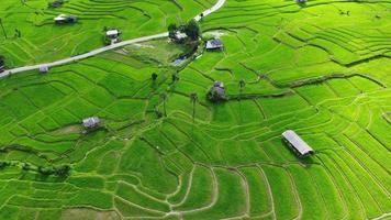 vista aérea dos terraços de arroz verde nas montanhas na primavera. bela área verde de campos de arroz jovens ou terras agrícolas no norte da tailândia. fundo de paisagem natural. video