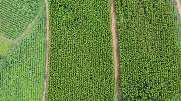 vista aérea de la plantación de eucaliptos en tailandia. vista superior del bosque de eucaliptos verdes. video