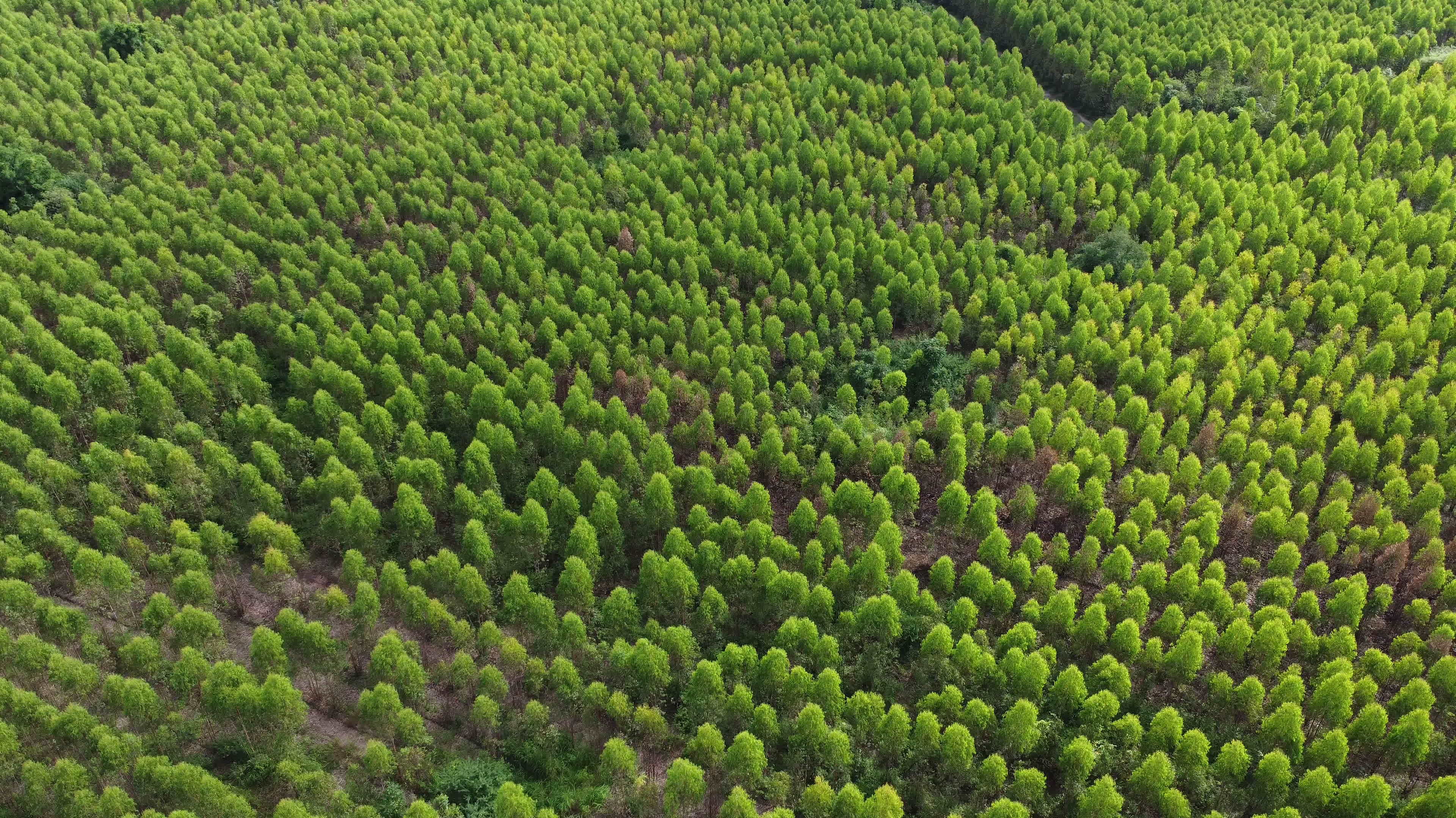 Aerial view of Eucalyptus plantation in Thailand. Top view of beautiful