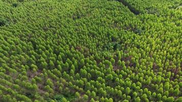 antenne visie van eucalyptus plantage in Thailand. top visie van mooi groen Oppervlakte van eucalyptus Woud. natuurlijk landschap achtergrond. video