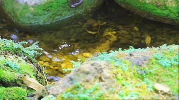 Little green fern with moss on the stone and blur brook in the rainy season video