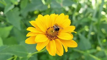 Schöne gelbe Blumen auf einer Wiese im Sommer mit Insekten wie Bienen und Hummeln video