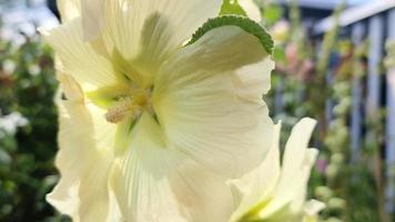 A bumblebee on a yellow hollyhock on a sunny summer day. video