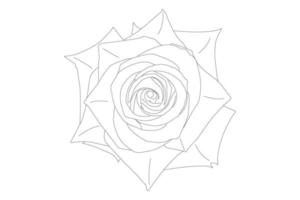 Vector illustration, KDP coloring page, Vector outline flowers. Line art coloring page with roses and leaves