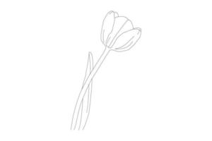 Vector illustration, KDP coloring page, Vector outline flowers. Line art coloring page with roses and leaves