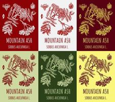 Set of vector drawings of MOUNTAIN ASH in different colors. Hand drawn illustration. Latin name SORBUS AUCUPARIA L.