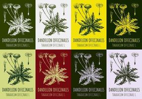 Set of vector drawings of dandelion in different colors. Hand drawn illustration. Latin name Taraxacum officinale.