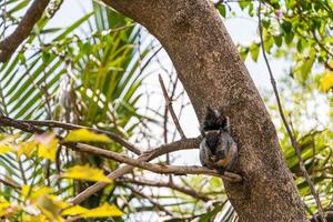 Portrait of grey squirrel Sciurus griseus sitting on branch photo