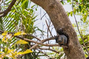 Portrait of grey squirrel Sciurus griseus sitting on branch photo