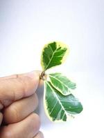 ficus deltoidea es un árbol ornamental. la apariencia de las hojas es como un corazón. las hojas vienen en dos colores, blanco y verde. colocado sobre un fondo blanco foto