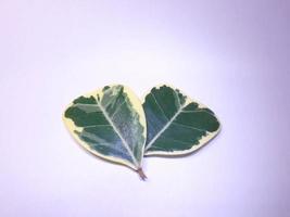 A photograph of the leaves of a ficus deltoidea plant that resembles a heart. The leaves come in two colors green and white. placed on a white background photo