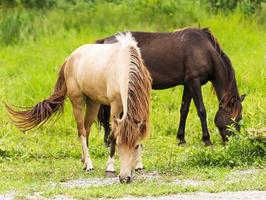 Horse in field photo