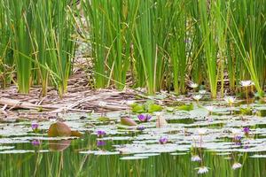 Wild pond with waterlily flowers photo