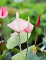 Anthurium flower in the garden photo
