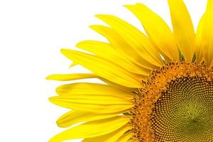 Closeup yellow sunflower isolated on write background photo