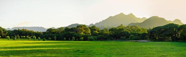 View of panoramic grass and forest photo