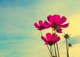 Pink Cosmos flower, Vintage stye photo